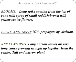 As observed in Coastal NC.

BLOOMS:   Long spike coming from the top of cane with spray of small reddish/brown with yellow center flowers.


FRUIT  AND  SEED: N/A, propagate by  division.


KEY FEATURES: Long narrow leaves on very long canes growing straight up together from the center. Tall and narrow plant.