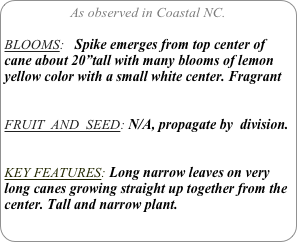 As observed in Coastal NC.

BLOOMS:   Spike emerges from top center of cane about 20”tall with many blooms of lemon yellow color with a small white center. Fragrant


FRUIT  AND  SEED: N/A, propagate by  division.


KEY FEATURES: Long narrow leaves on very long canes growing straight up together from the center. Tall and narrow plant.