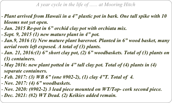 A year cycle in the life of ...... at Mooring Hitch

Plant arrived from Hawaii in a 4” plastic pot in bark. One tall spike with 10 blooms not yet open.
Jan. 2015 Re-pot in 6” orchid clay pot with orchiata mix.
Sept. 9, 2015 (1) new mature plant in 4” pot. 
Jan.9, 2016 (1) New mature plant bareroot. Planted in 6” wood basket, many aerial roots left exposed. A total of (3) plants.
Jan. 21, 2016:(1) 6” short clay pot, (2) 6” woodbaskets. Total of (3) plants on (3) containers.
May 2016: new plant potted in 4” tall clay pot. Total of (4) plants in (4) separate containers.
Feb. 2017: (3) WB 6” (one #902-2), (1) clay 4”T. Total of  4.
Nov. 2017: (4) 6” woodbaskets.
Nov. 2020: (#902-2) 3 lead piece mounted on WT/Top- cork second piece.
Dec. 2021: (#2) WT Dead. (2) Keikies added remain.