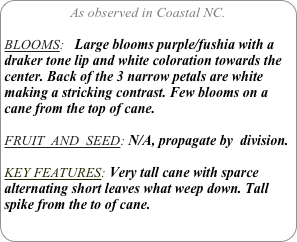 As observed in Coastal NC.

BLOOMS:   Large blooms purple/fushia with a draker tone lip and white coloration towards the center. Back of the 3 narrow petals are white making a stricking contrast. Few blooms on a cane from the top of cane.

FRUIT  AND  SEED: N/A, propagate by  division.

KEY FEATURES: Very tall cane with sparce alternating short leaves what weep down. Tall spike from the to of cane.