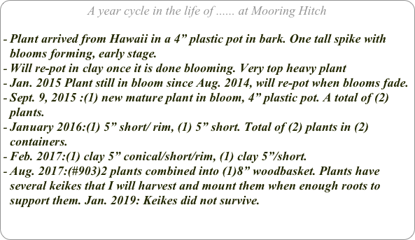 A year cycle in the life of ...... at Mooring Hitch

Plant arrived from Hawaii in a 4” plastic pot in bark. One tall spike with blooms forming, early stage.
Will re-pot in clay once it is done blooming. Very top heavy plant
Jan. 2015 Plant still in bloom since Aug. 2014, will re-pot when blooms fade.
Sept. 9, 2015 :(1) new mature plant in bloom, 4” plastic pot. A total of (2) plants.
January 2016:(1) 5” short/ rim, (1) 5” short. Total of (2) plants in (2) containers.
Feb. 2017:(1) clay 5” conical/short/rim, (1) clay 5”/short.
Aug. 2017:(#903)2 plants combined into (1)8” woodbasket. Plants have several keikes that I will harvest and mount them when enough roots to support them. Jan. 2019: Keikes did not survive.