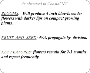 As observed in Coastal NC.

BLOOMS:   Will produce 4 inch blue-lavender flowers with darker lips on compact growing plants.


FRUIT  AND  SEED: N/A, propagate by  division.


KEY FEATURES: flowers remain for 2-3 months and repeat frequently.