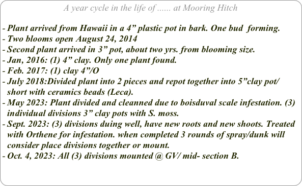 A year cycle in the life of ...... at Mooring Hitch

Plant arrived from Hawaii in a 4” plastic pot in bark. One bud  forming.
Two blooms open August 24, 2014
Second plant arrived in 3” pot, about two yrs. from blooming size.
Jan, 2016: (1) 4” clay. Only one plant found.
Feb. 2017: (1) clay 4”/O
July 2018:Divided plant into 2 pieces and repot together into 5”clay pot/ short with ceramics beads (Leca).
May 2023: Plant divided and cleanned due to boisduval scale infestation. (3) individual divisions 3” clay pots with S. moss.
Sept. 2023: (3) divisions duing well, have new roots and new shoots. Treated with Orthene for infestation. when completed 3 rounds of spray/dunk will consider place divisions together or mount.
Oct. 4, 2023: All (3) divisions mounted @ GV/ mid- section B.
