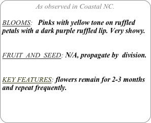 As observed in Coastal NC.

BLOOMS:   Pinks with yellow tone on ruffled petals with a dark purple ruffled lip. Very showy.


FRUIT  AND  SEED: N/A, propagate by  division.


KEY FEATURES: flowers remain for 2-3 months and repeat frequently.