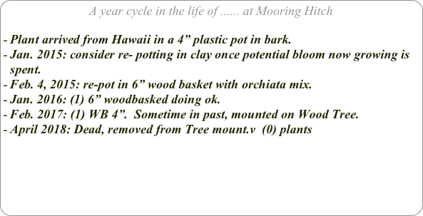A year cycle in the life of ...... at Mooring Hitch

Plant arrived from Hawaii in a 4” plastic pot in bark. 
Jan. 2015: consider re- potting in clay once potential bloom now growing is spent.
Feb. 4, 2015: re-pot in 6” wood basket with orchiata mix.
Jan. 2016: (1) 6” woodbasked doing ok.
Feb. 2017: (1) WB 4”.  Sometime in past, mounted on Wood Tree.
April 2018: Dead, removed from Tree mount.v  (0) plants