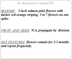 As observed in Coastal NC.

BLOOMS:   3 inch salmon pink flowers with darker red orange striping. 5 to 7 flowers on one spike.


FRUIT  AND  SEED: N/A, propagate by  division.


KEY FEATURES: flowers remain for 2-3 months and repeat frequently.
