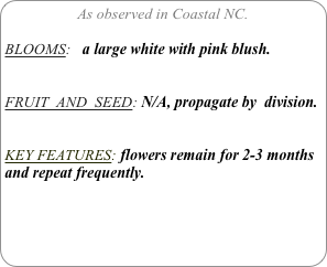 As observed in Coastal NC.

BLOOMS:   a large white with pink blush. 


FRUIT  AND  SEED: N/A, propagate by  division.


KEY FEATURES: flowers remain for 2-3 months and repeat frequently.
