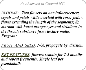 As observed in Coastal NC.

BLOOMS:   Two flowers on one inflorescence; sepals and petals white overlaid with rose; yellow flares extending the length of the segments; lip maroon with burnt orange eyes and striations in the throat; substance firm; texture matte.
Fragrant.

FRUIT  AND  SEED: N/A, propagate by  division.

KEY FEATURES: flowers remain for 2-3 months and repeat frequently. Single leaf per pseudobulb.