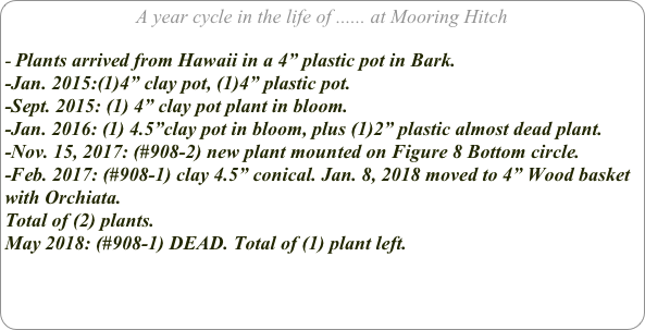 A year cycle in the life of ...... at Mooring Hitch

Plants arrived from Hawaii in a 4” plastic pot in Bark.
-Jan. 2015:(1)4” clay pot, (1)4” plastic pot.
-Sept. 2015: (1) 4” clay pot plant in bloom.
-Jan. 2016: (1) 4.5”clay pot in bloom, plus (1)2” plastic almost dead plant.
-Nov. 15, 2017: (#908-2) new plant mounted on Figure 8 Bottom circle.
-Feb. 2017: (#908-1) clay 4.5” conical. Jan. 8, 2018 moved to 4” Wood basket with Orchiata.
Total of (2) plants.
May 2018: (#908-1) DEAD. Total of (1) plant left.
