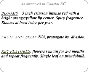 As observed in Coastal NC.

BLOOMS:   5 inch crimson intense red with a bright orange/yellow lip center. Spicy fragrance.
Blooms at least twice per year.


FRUIT  AND  SEED: N/A, propagate by  division.


KEY FEATURES: flowers remain for 2-3 months and repeat frequently. Single leaf on pseudobulb.