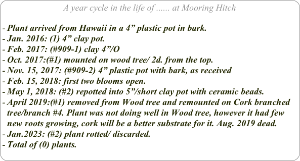 A year cycle in the life of ...... at Mooring Hitch

Plant arrived from Hawaii in a 4” plastic pot in bark.
Jan. 2016: (1) 4” clay pot.
Feb. 2017: (#909-1) clay 4”/O
Oct. 2017:(#1) mounted on wood tree/ 2d. from the top.
Nov. 15, 2017: (#909-2) 4” plastic pot with bark, as received
Feb. 15, 2018: first two blooms open.
May 1, 2018: (#2) repotted into 5”/short clay pot with ceramic beads.
April 2019:(#1) removed from Wood tree and remounted on Cork branched tree/branch #4. Plant was not doing well in Wood tree, however it had few new roots growing, cork will be a better substrate for it. Aug. 2019 dead.
Jan.2023: (#2) plant rotted/ discarded.
Total of (0) plants.