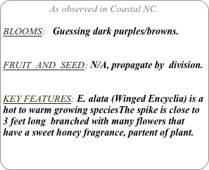 As observed in Coastal NC.

BLOOMS:   Guessing dark purples/browns.


FRUIT  AND  SEED: N/A, propagate by  division.


KEY FEATURES: E. alata (Winged Encyclia) is a hot to warm growing speciesThe spike is close to 3 feet long  branched with many flowers that have a sweet honey fragrance, partent of plant.