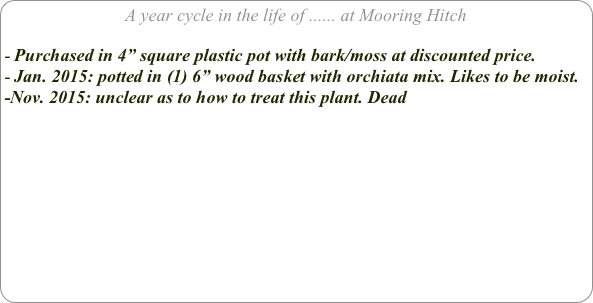 A year cycle in the life of ...... at Mooring Hitch

Purchased in 4” square plastic pot with bark/moss at discounted price.
Jan. 2015: potted in (1) 6” wood basket with orchiata mix. Likes to be moist.
-Nov. 2015: unclear as to how to treat this plant. Dead