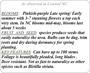 As observed in Coastal NC.

BLOOMS:   Pinkish-purple Late spring/ Early summer with 3-7 stunning flowers a top each wiry stem. In NC blooms mid-may, blooms last about 5 weeks
FRUIT  AND  SEED: species produce seeds that easily naturalize the area. Bulbs can be dug, trim roots and dry during dormancy for spring planting.
KEY FEATURES: Can have up to 100 stems. Foliage is beautifully pleaded, long blades .
Deer resistant. Not as fast to naturalize as other spicies such as Bletilla striata.