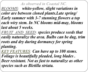 As observed in Coastal NC.
BLOOMS:   white-yellow, slight variations in color are between cloned plants.Late spring/ Early summer with 3-7 stunning flowers a top each wiry stem. In NC blooms mid-may, blooms last about 5 weeks. 
FRUIT  AND  SEED: species produce seeds that easily naturalize the area. Bulbs can be dug, trim roots and dry during dormancy for spring planting.
KEY FEATURES: Can have up to 100 stems. Foliage is beautifully pleaded, long blades .
Deer resistant. Not as fast to naturalize as other species such as Bletilla striata.