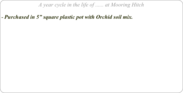 A year cycle in the life of ...... at Mooring Hitch

Purchased in 5” square plastic pot with Orchid soil mix.
