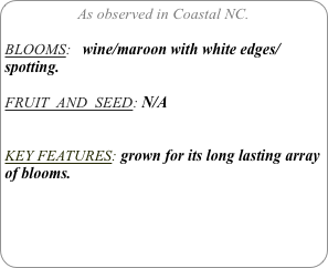 As observed in Coastal NC.

BLOOMS:   wine/maroon with white edges/ spotting.
 
FRUIT  AND  SEED: N/A


KEY FEATURES: grown for its long lasting array of blooms.