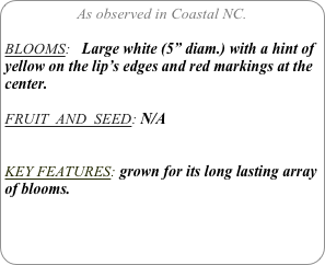 As observed in Coastal NC.

BLOOMS:   Large white (5” diam.) with a hint of yellow on the lip’s edges and red markings at the center.
 
FRUIT  AND  SEED: N/A


KEY FEATURES: grown for its long lasting array of blooms.