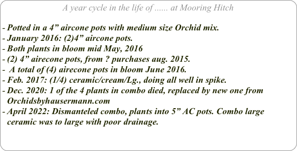 A year cycle in the life of ...... at Mooring Hitch

Potted in a 4” aircone pots with medium size Orchid mix.
January 2016: (2)4” aircone pots.
Both plants in bloom mid May, 2016
(2) 4” airecone pots, from ? purchases aug. 2015.
 A total of (4) airecone pots in bloom June 2016.
Feb. 2017: (1/4) ceramic/cream/Lg., doing all well in spike.
Dec. 2020: 1 of the 4 plants in combo died, replaced by new one from Orchidsbyhausermann.com
April 2022: Dismanteled combo, plants into 5” AC pots. Combo large ceramic was to large with poor drainage.
