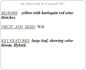 As observed in Coastal NC.

BLOOMS:   yellow with harlequin red wine blotches.
 
FRUIT  AND  SEED: N/A


KEY FEATURES: large leaf, showing color bloom. Hybrid.
