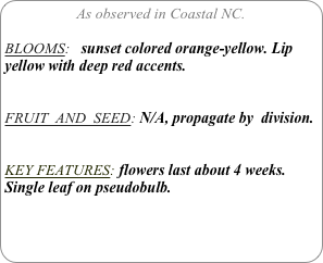 As observed in Coastal NC.

BLOOMS:   sunset colored orange-yellow. Lip yellow with deep red accents.


FRUIT  AND  SEED: N/A, propagate by  division.


KEY FEATURES: flowers last about 4 weeks. Single leaf on pseudobulb.