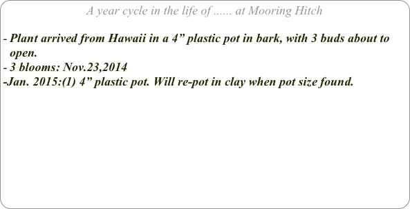 A year cycle in the life of ...... at Mooring Hitch

Plant arrived from Hawaii in a 4” plastic pot in bark, with 3 buds about to open.
3 blooms: Nov.23,2014
-Jan. 2015:(1) 4” plastic pot. Will re-pot in clay when pot size found.