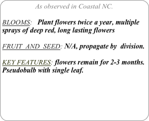 As observed in Coastal NC.

BLOOMS:   Plant flowers twice a year, multiple sprays of deep red, long lasting flowers

FRUIT  AND  SEED: N/A, propagate by  division.

KEY FEATURES: flowers remain for 2-3 months.
Pseudobulb with single leaf. 