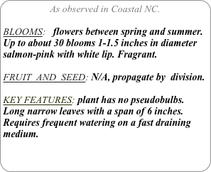 As observed in Coastal NC.

BLOOMS:   flowers between spring and summer. Up to about 30 blooms 1-1.5 inches in diameter salmon-pink with white lip. Fragrant.

FRUIT  AND  SEED: N/A, propagate by  division.

KEY FEATURES: plant has no pseudobulbs. Long narrow leaves with a span of 6 inches. Requires frequent watering on a fast draining medium.