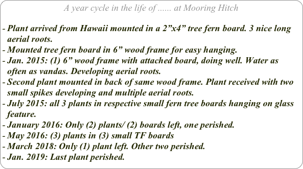 A year cycle in the life of ...... at Mooring Hitch

Plant arrived from Hawaii mounted in a 2”x4” tree fern board. 3 nice long aerial roots.
Mounted tree fern board in 6” wood frame for easy hanging.
Jan. 2015: (1) 6” wood frame with attached board, doing well. Water as often as vandas. Developing aerial roots.
Second plant mounted in back of same wood frame. Plant received with two small spikes developing and multiple aerial roots.
July 2015: all 3 plants in respective small fern tree boards hanging on glass feature.
January 2016: Only (2) plants/ (2) boards left, one perished.
May 2016: (3) plants in (3) small TF boards
March 2018: Only (1) plant left. Other two perished.
Jan. 2019: Last plant perished.