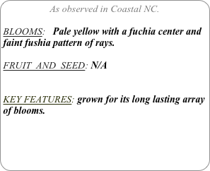 As observed in Coastal NC.

BLOOMS:   Pale yellow with a fuchia center and faint fushia pattern of rays.
 
FRUIT  AND  SEED: N/A


KEY FEATURES: grown for its long lasting array of blooms.