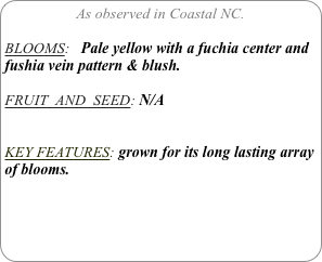 As observed in Coastal NC.

BLOOMS:   Pale yellow with a fuchia center and fushia vein pattern & blush.
 
FRUIT  AND  SEED: N/A


KEY FEATURES: grown for its long lasting array of blooms.