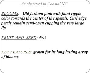 As observed in Coastal NC.

BLOOMS:   Old fashion pink with faint ripple color towards the center of the spetals. Curl edge petals remain semi-open cupping the very large lip.
 
FRUIT  AND  SEED: N/A


KEY FEATURES: grown for its long lasting array of blooms.