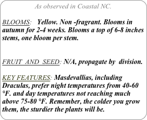 As observed in Coastal NC.

BLOOMS:   Yellow. Non -fragrant. Blooms in autumn for 2-4 weeks. Blooms a top of 6-8 inches stems, one bloom per stem.


FRUIT  AND  SEED: N/A, propagate by  division.

KEY FEATURES: Masdevallias, including Draculas, prefer night temperatures from 40-60 °F. and day temperatures not reaching much above 75-80 °F. Remember, the colder you grow them, the sturdier the plants will be.