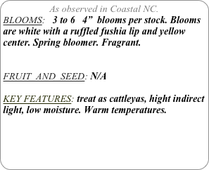 As observed in Coastal NC.
BLOOMS:   3 to 6   4”  blooms per stock. Blooms are white with a ruffled fushia lip and yellow center. Spring bloomer. Fragrant.


FRUIT  AND  SEED: N/A

KEY FEATURES: treat as cattleyas, hight indirect light, low moisture. Warm temperatures.