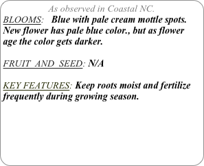 As observed in Coastal NC.
BLOOMS:   Blue with pale cream mottle spots.
New flower has pale blue color., but as flower age the color gets darker.

FRUIT  AND  SEED: N/A

KEY FEATURES: Keep roots moist and fertilize frequently during growing season.