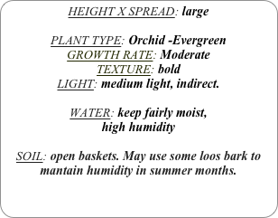 HEIGHT X SPREAD: large

PLANT TYPE: Orchid -Evergreen
GROWTH RATE: Moderate
TEXTURE: bold
LIGHT: medium light, indirect.

WATER: keep fairly moist,
high humidity 

SOIL: open baskets. May use some loos bark to mantain humidity in summer months.
