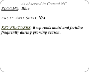 As observed in Coastal NC.
BLOOMS:  Blue

FRUIT  AND  SEED: N/A

KEY FEATURES: Keep roots moist and fertilize frequently during growing season.