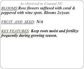 As observed in Coastal NC.
BLOOMS:Rose flowers suffused with coral & peppered with wine spots. Blooms 2x/year.

FRUIT  AND  SEED: N/A

KEY FEATURES: Keep roots moist and fertilize frequently during growing season.