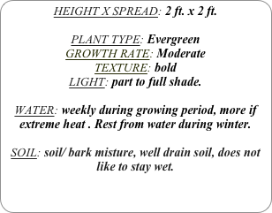 HEIGHT X SPREAD: 2 ft. x 2 ft.

PLANT TYPE: Evergreen
GROWTH RATE: Moderate
TEXTURE: bold
LIGHT: part to full shade.

WATER: weekly during growing period, more if extreme heat . Rest from water during winter.

SOIL: soil/ bark misture, well drain soil, does not like to stay wet.
