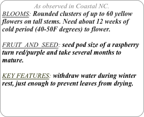 As observed in Coastal NC.
BLOOMS: Rounded clusters of up to 60 yellow flowers on tall stems. Need about 12 weeks of cold period (40-50F degrees) to flower.

FRUIT  AND  SEED: seed pod size of a raspberry turn red/purple and take several months to mature.

KEY FEATURES: withdraw water during winter rest, just enough to prevent leaves from drying.