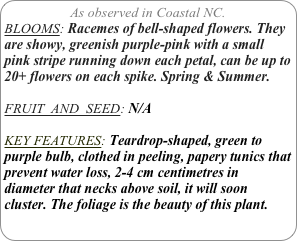 As observed in Coastal NC.
BLOOMS: Racemes of bell-shaped flowers. They are showy, greenish purple-pink with a small pink stripe running down each petal, can be up to 20+ flowers on each spike. Spring & Summer.

FRUIT  AND  SEED: N/A

KEY FEATURES: Teardrop-shaped, green to purple bulb, clothed in peeling, papery tunics that prevent water loss, 2-4 cm centimetres in diameter that necks above soil, it will soon cluster. The foliage is the beauty of this plant. 