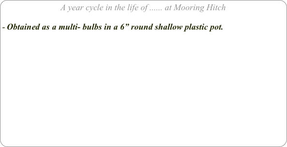 A year cycle in the life of ...... at Mooring Hitch

Obtained as a multi- bulbs in a 6” round shallow plastic pot.

