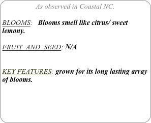 As observed in Coastal NC.

BLOOMS:   Blooms smell like citrus/ sweet lemony. 
 
FRUIT  AND  SEED: N/A


KEY FEATURES: grown for its long lasting array of blooms.
