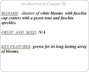 As observed in Coastal NC.

BLOOMS:  clusters of white blooms  with fuschia cup centers with a green tone and fuschia speckles.
 
FRUIT  AND  SEED: N/A


KEY FEATURES: grown for its long lasting array of blooms.