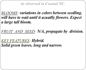 As observed in Coastal NC.

BLOOMS: variations in colors between seedling, will have to wait until it acuatlly flowers. Expect a large tall bloom.

FRUIT  AND  SEED: N/A, propagate by  division.

KEY FEATURES: Hybrid.
Solid green leaves, long and narrow.

