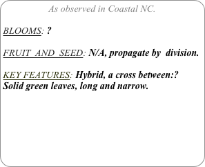 As observed in Coastal NC.

BLOOMS: ?

FRUIT  AND  SEED: N/A, propagate by  division.

KEY FEATURES: Hybrid, a cross between:?
Solid green leaves, long and narrow.

