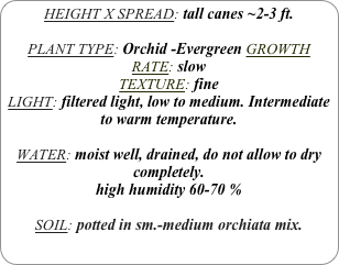 HEIGHT X SPREAD: tall canes ~2-3 ft.

PLANT TYPE: Orchid -Evergreen GROWTH RATE: slow
TEXTURE: fine
LIGHT: filtered light, low to medium. Intermediate to warm temperature.

WATER: moist well, drained, do not allow to dry completely.
high humidity 60-70 %

SOIL: potted in sm.-medium orchiata mix.
