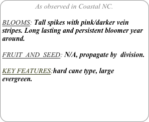 As observed in Coastal NC.

BLOOMS: Tall spikes with pink/darker vein stripes. Long lasting and persistent bloomer year around.

FRUIT  AND  SEED: N/A, propagate by  division.

KEY FEATURES:hard cane type, large  evergreen.

