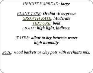 HEIGHT X SPREAD: large

PLANT TYPE: Orchid -Evergreen
GROWTH RATE: Moderate
TEXTURE: bold
LIGHT: high light, indirect.

WATER: allow to dry between water
high humidity 

SOIL: wood baskets or clay pots with orchiata mix.
