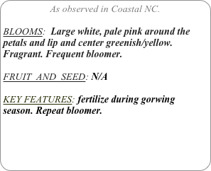 As observed in Coastal NC.

BLOOMS:  Large white, pale pink around the petals and lip and center greenish/yellow. Fragrant. Frequent bloomer.

FRUIT  AND  SEED: N/A

KEY FEATURES: fertilize during gorwing season. Repeat bloomer.